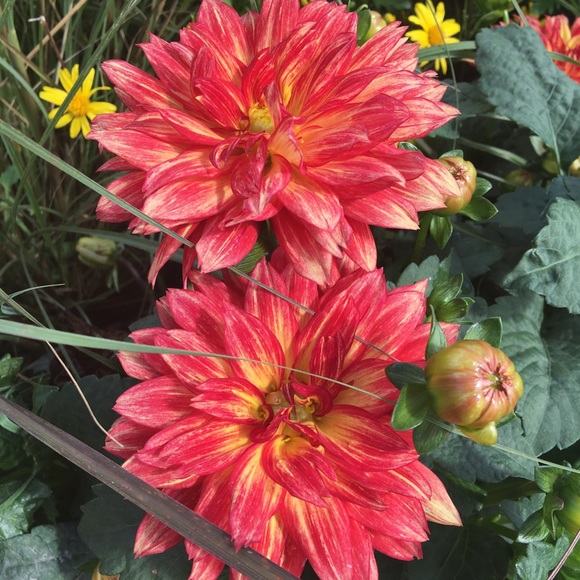 Meet your Posher, Susan - Picture 1 of 1